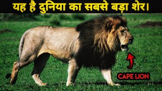 The Real Story of Cape Lions। Cape Lions Documentary in Hindi। Facts Phylum [upl. by Patrich946]