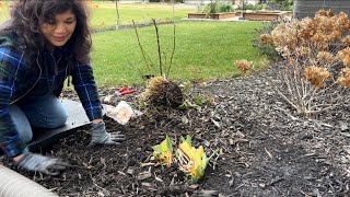 Pruning Perennials Roses Removing Daylilies amp Planting More Tulips  Martin House Flowers [upl. by Penthea]