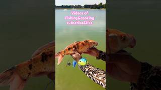 Fishing a koi carp koicarpfish carpfishinglife carp fishinglife fishing video fishingtips [upl. by Rialb]