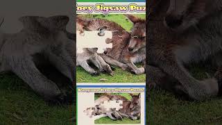 037 Kangaroo amp Joey Animal Jigsaw Puzzle [upl. by Pessa847]