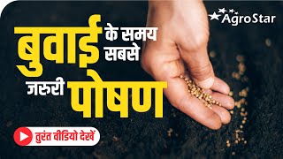 जड़ों की वृद्धि के साथ ज्यादा फुटाव। Power Grow Bhumika  agrostar Product  Best Crop Nutrition [upl. by Melba]