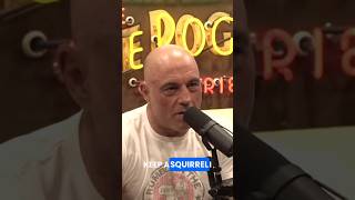 Injustice Euthanizing Squirrels joerogan dog squirrel [upl. by Essirehc208]