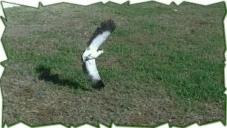 When Plovers Attack  Australian Bird Defends Nest [upl. by Laurita416]