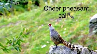 Cheer pheasant calling cheerpheasant cheercalling [upl. by Hsur594]