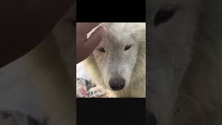 Dog Crying After Being Rescued [upl. by Airuam]