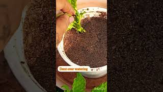 Easy to grow crossandra plant from cuttings shortsyoutube shorts [upl. by Lovett]