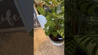 Finally Repotted Our Calathea plants repot calathea houseplants [upl. by Arnoldo]