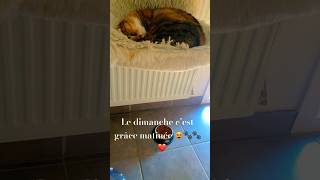 chat drôle et intelligenteje ronflecatcute funnyshortvideos shortsyoutube 😻❤️ [upl. by Llerej]