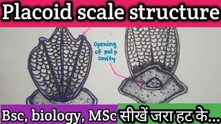 Placoid scaleStructure of placoid scale cosmologyastronomy [upl. by Modesta859]