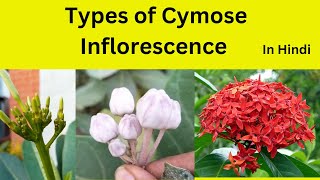 Cymose Inflorescence and it’s types in Hindi Types of Cymose inflorescence class 11 [upl. by Desai]