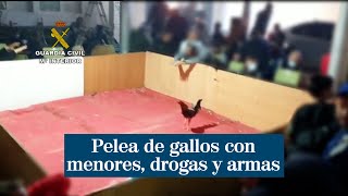 Pelea de gallos con menores drogas armas y sin respetar las medidas por el coronavirus [upl. by Bealle]