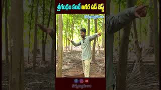 Agarwood is better than srigandhamశ్రీగంధం కంటే అగర ఉడ్ బెస్ట్  agarwood oud srigandham [upl. by Ttelracs]