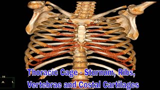 Thoracic Cage  sturnum ribs vertebrae and costal cartilages 흉곽 구조 [upl. by Amehsyt]