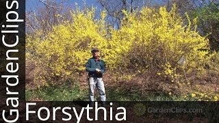 Forsythia  How to grow Forsythia  How not to prune Forsythia forsythia [upl. by Elo753]