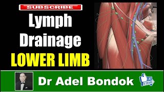 Lymphatic Drainage of the Lower Limb Dr Adel Bondok [upl. by Yntruoc]