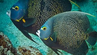 Cozumel Mexico Diving French Angelfish [upl. by Sherborn334]