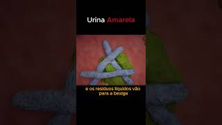 Urina Amarela interessantes anatomy ciencia fatoscuriosos shortsclipciencia curiosidade [upl. by Anitsua]