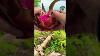 Petik buah naga langsung di pohonnya😳 shortsfeed shortvideo shorts short shortsvideo asmr [upl. by Aiuqram257]