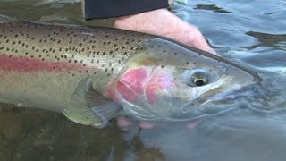 Methow River Steelhead  Fishing with Ladin [upl. by Chard]