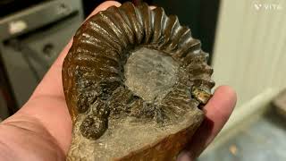 New Finds Prepped  Yorkshire Jurassic Coast [upl. by Burbank]