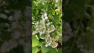 Plant Spotlight  White Snakeroot Ageratina altissima [upl. by Aluin823]