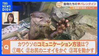 海の動物たちのバレンタイン ゴマフアザラシがハートをぎゅっと… 愛くるしい姿にきゅん！【すたすた中継】｜TBS NEWS DIG [upl. by Ulric]