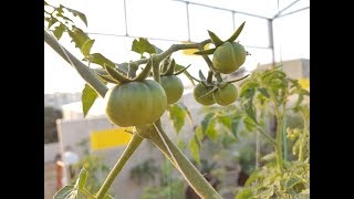 Hydroponic Tomato Plants UpdateHow to TieManageHandle tomato shootssuckers URDUHINDI [upl. by Garrick]