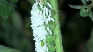 Hornworm with wasp cocoons [upl. by Ahsyad]