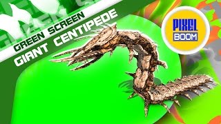 Green Screen Monster Giant Centipede Walk Attack  Footage PixelBoom [upl. by Sukul]