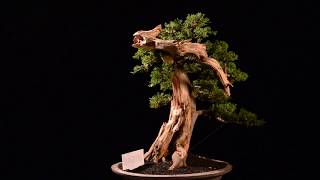 Bonsai Juniperus Chinensis Sargentii with Tanuki 281642 [upl. by Spike]