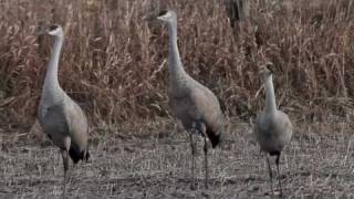 Sandhill Cranes [upl. by Artaed]