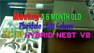 Moving a 6 month old Pheidole Ant Colony into a New Hybrid Nest v2 [upl. by Falzetta]