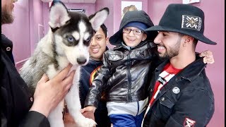 SURPRISING MY FAMILY WITH A BABY HUSKY [upl. by Bakerman]