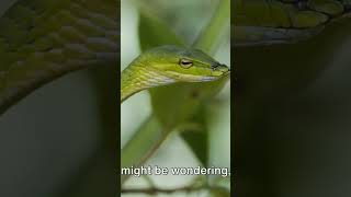 Chrysopelea the flying snake or gliding snake animals youtubeshortvideo [upl. by Nnaerb]