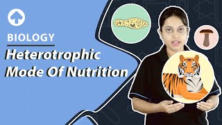 Heterotrophic Mode of Nutrition  Biology [upl. by Bara]