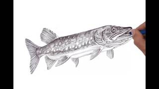 How to draw Northern Pike [upl. by Annaiel]