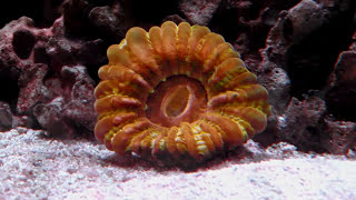 The Many Faces of the Cynarina or Button Coral [upl. by Bonni]