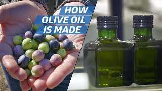 How Olive Oil Is Farmed and Processed at the Countrys Biggest Producer — How to Make It [upl. by Haven]