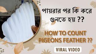 পায়রার পর কি করে গুনতে হয়  How to count pigeons Feather Por [upl. by Yelsha]