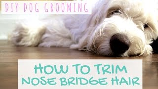 DIY Dog Grooming  Goldendoodle Grooming Around Eyes [upl. by Gimble]