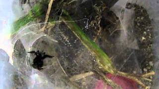 Feeding a funnel web spider [upl. by Aurelio]