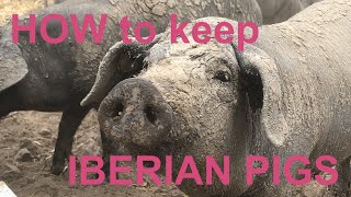 HOW to keep IBERIAN PIGS [upl. by Gnart343]