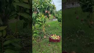 Huerta de mango de la variedad keitt en la Costa Grande de Guerrero México [upl. by Allard377]