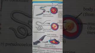 CoelomatesAcoelomates And Pseudocoelomates ❤doctorbiology [upl. by Leuqer106]