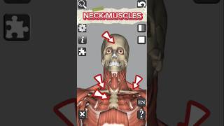 Anatomy • Muscles • Neck medical 3d anatomy head neck muscle shorts [upl. by Anayad872]