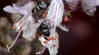 Tetragonula hockingsi an Australian promising honey producer and crop pollinator [upl. by Seabrook]