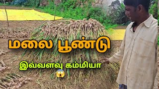 மலை பூண்டு  garlic crop  agricultural  மலை பூண்டு விவசாயம்  how to plant garlic crop [upl. by Hannej]