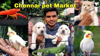 September Updated Chennai Pet Market [upl. by Joselow]