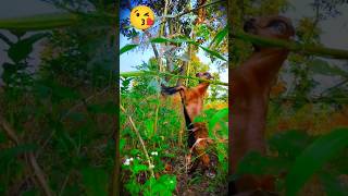 bakrifarmingshirtsviralvideo viewsviralvideosubscribersgrowjungaladivasistatusgujarat🐐🐐🐐 [upl. by Ten]