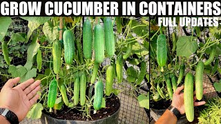 How to Grow Cucumbers to Produce a Lot of Fruit in Pots  FULL INFORMATION [upl. by Tyrus]